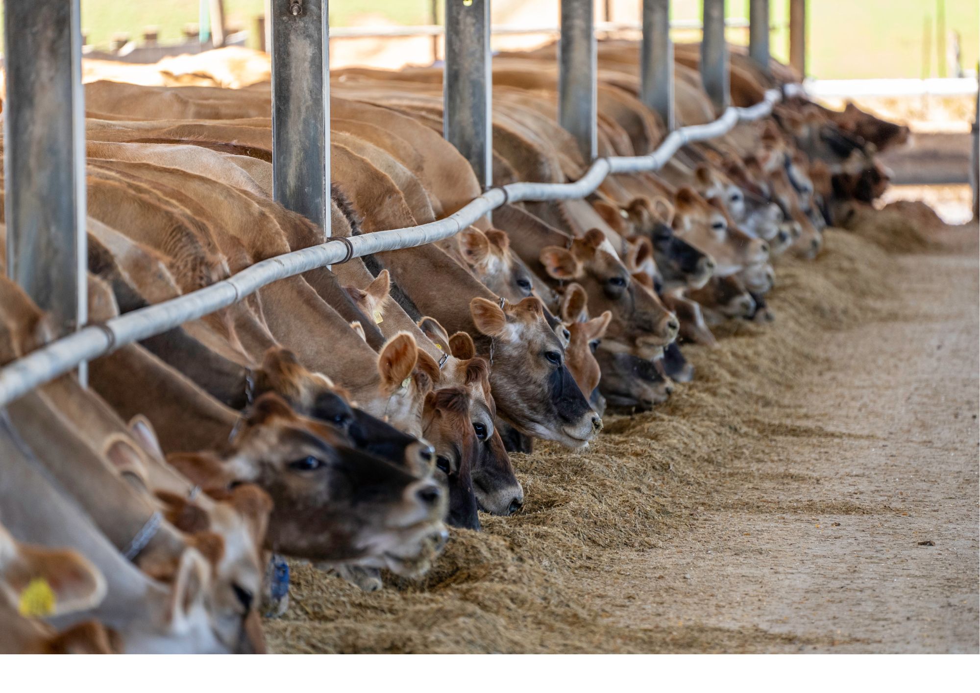 Les Animaux de la Ferme