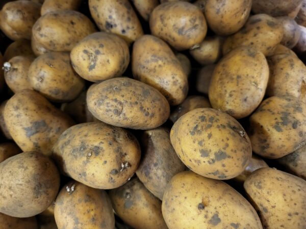 semence pomme de terre vrac